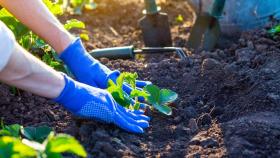 Россиянам назвали запрещённые для обработки земель вещества